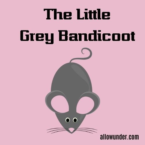 The Little Grey Bandicoot