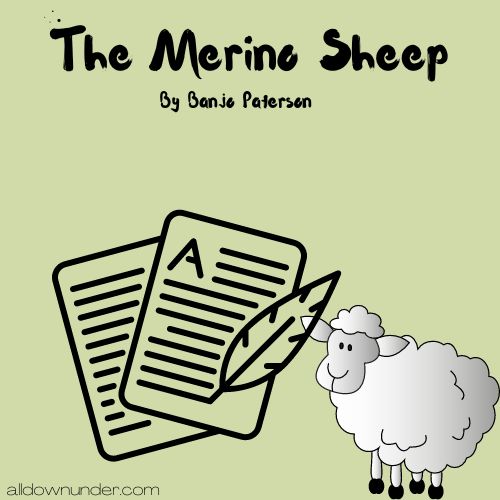 The Merino Sheep