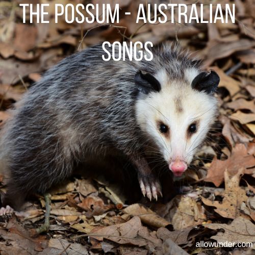 The Possum – Australian Songs