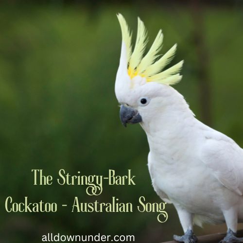 The Stringy-Bark Cockatoo - Australian Song