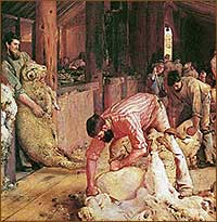 Shearing Sheep

