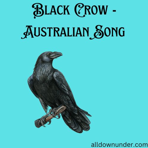 Black Crow - Australian Song