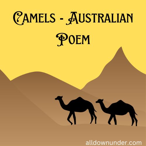 Camels - Australian Poem