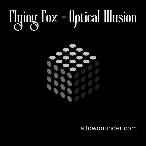 Flying Fox – Optical Illusion