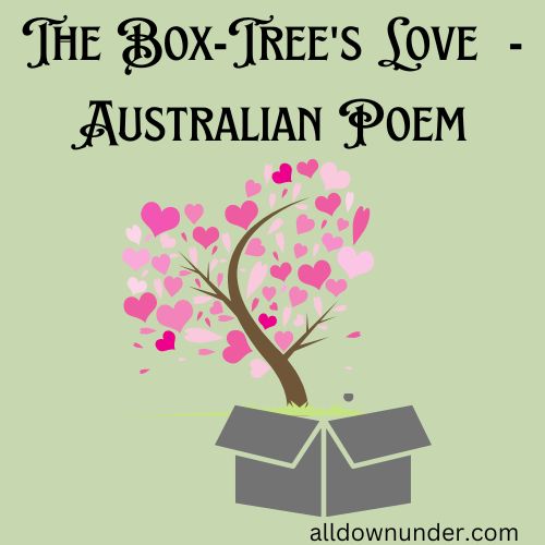 The Box-Tree’s Love  – Australian Poem